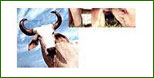 Soya Lecithin Animal Feed Manufacturer Supplier Wholesale Exporter Importer Buyer Trader Retailer in Indore Madhya Pradesh India
